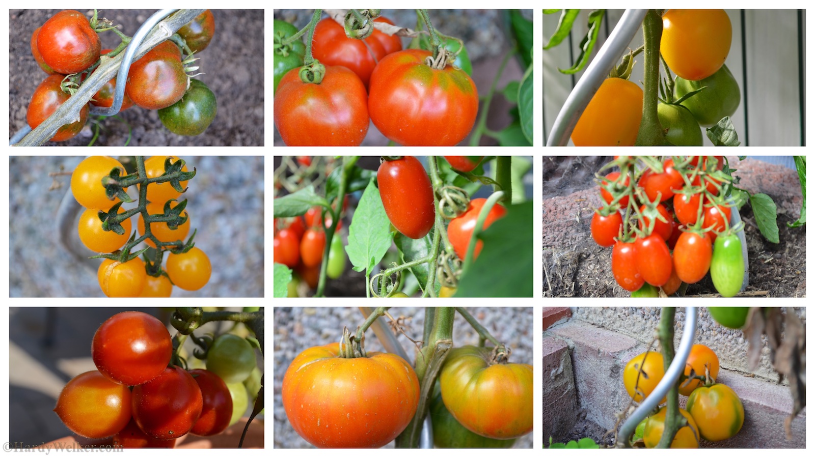 Meine Tomaten 2016